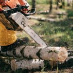 Tree Removal: Tips And Tricks On How To Hire A Professional